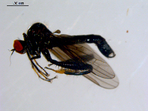  ( - 10PROBE-08686)  @13 [ ] CreativeCommons - Attribution (2011) CBG Photography Group Centre for Biodiversity Genomics