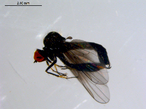  ( - 10PROBE-08687)  @13 [ ] CreativeCommons - Attribution (2011) CBG Photography Group Centre for Biodiversity Genomics