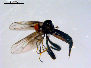  ( - 10PROBE-08725)  @13 [ ] CreativeCommons - Attribution (2011) CBG Photography Group Centre for Biodiversity Genomics