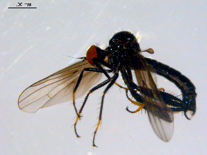  ( - 10PROBE-08727)  @13 [ ] CreativeCommons - Attribution (2011) CBG Photography Group Centre for Biodiversity Genomics