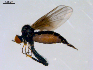  ( - 10PROBE-08728)  @13 [ ] CreativeCommons - Attribution (2011) CBG Photography Group Centre for Biodiversity Genomics