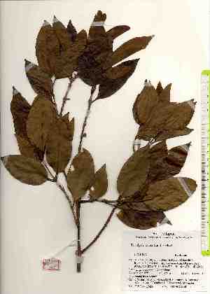  ( - TW017436)  @11 [ ] Copyright (2021) Unspecified Forestry and Forest Products Research Institute