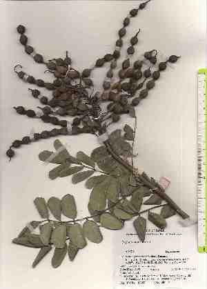  ( - TW017487)  @11 [ ] Copyright (2021) Unspecified Forestry and Forest Products Research Institute