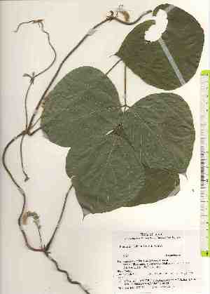  ( - TW017519)  @11 [ ] Copyright (2021) Unspecified Forestry and Forest Products Research Institute