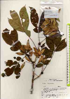  ( - TW017524)  @11 [ ] Copyright (2021) Unspecified Forestry and Forest Products Research Institute