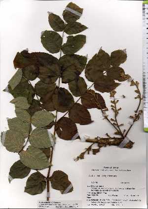  ( - TW017542)  @11 [ ] Copyright (2021) Unspecified Forestry and Forest Products Research Institute