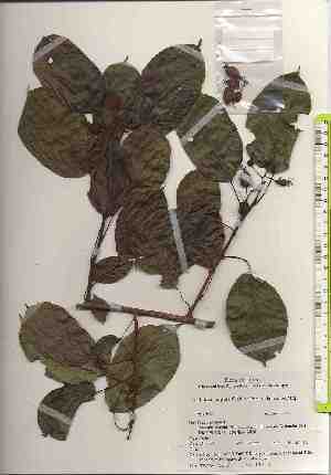  ( - TW017558)  @11 [ ] Copyright (2021) Unspecified Forestry and Forest Products Research Institute