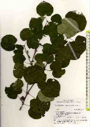  ( - TW017575)  @11 [ ] Copyright (2021) Unspecified Forestry and Forest Products Research Institute