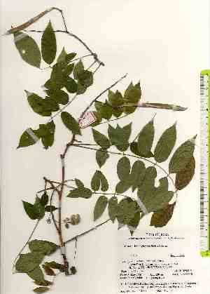  ( - TW018383)  @11 [ ] Copyright (2021) Unspecified Forestry and Forest Products Research Institute