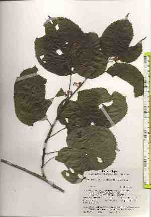 ( - TW018465)  @11 [ ] Copyright (2021) Unspecified Forestry and Forest Products Research Institute