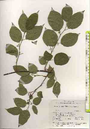  ( - TW018495)  @11 [ ] Copyright (2021) Unspecified Forestry and Forest Products Research Institute