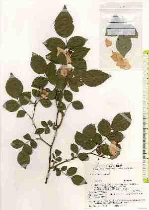  ( - TW018504)  @11 [ ] Copyright (2021) Unspecified Forestry and Forest Products Research Institute