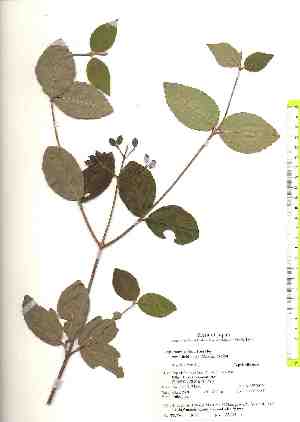  ( - TW018526)  @11 [ ] Copyright (2021) Unspecified Forestry and Forest Products Research Institute