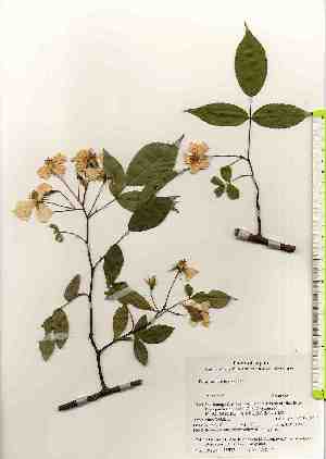  ( - TW018537)  @11 [ ] Copyright (2021) Unspecified Forestry and Forest Products Research Institute