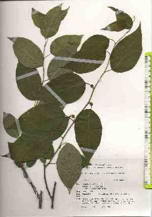  ( - TW019030)  @11 [ ] Copyright (2021) Unspecified Forestry and Forest Products Research Institute