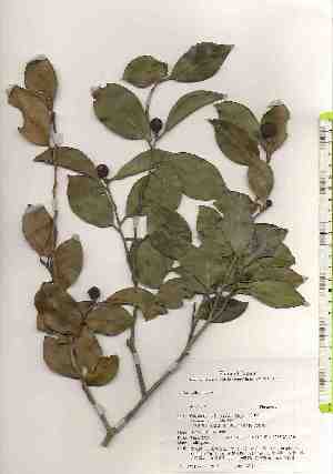  ( - TW019107)  @11 [ ] Copyright (2021) Unspecified Forestry and Forest Products Research Institute