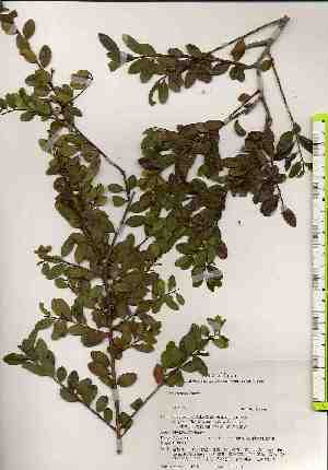  ( - TW019184)  @11 [ ] Copyright (2021) Unspecified Forestry and Forest Products Research Institute