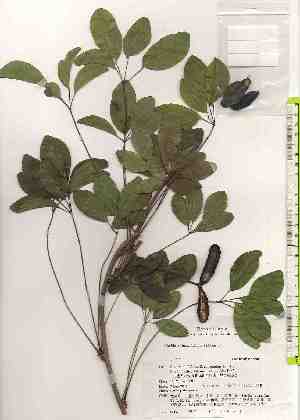  ( - TW019187)  @11 [ ] Copyright (2021) Unspecified Forestry and Forest Products Research Institute