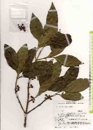  ( - TW019228)  @11 [ ] Copyright (2021) Unspecified Forestry and Forest Products Research Institute