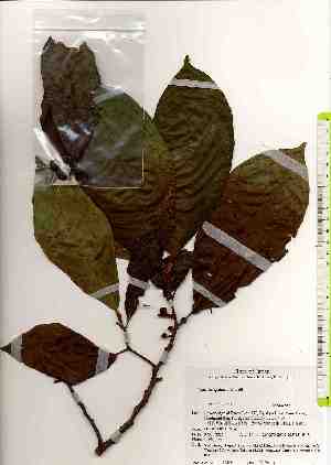  ( - TW019249)  @11 [ ] Copyright (2021) Unspecified Forestry and Forest Products Research Institute