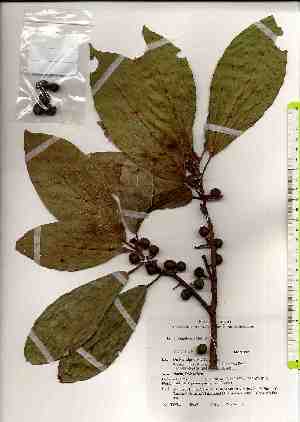  ( - TW019289)  @11 [ ] Copyright (2021) Unspecified Forestry and Forest Products Research Institute