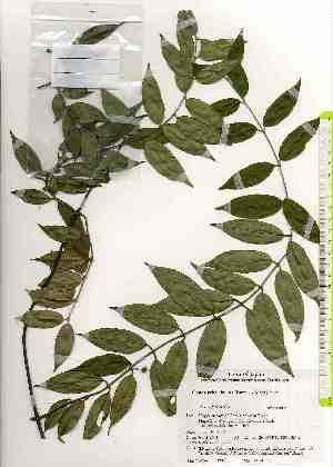  ( - TW019309)  @11 [ ] Copyright (2021) Unspecified Forestry and Forest Products Research Institute