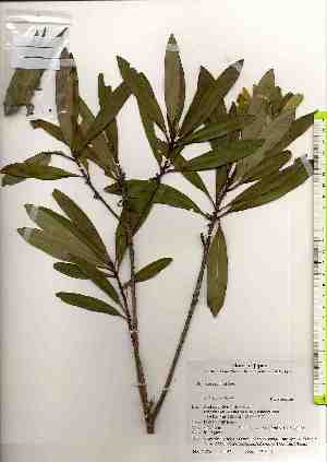  ( - TW019342)  @11 [ ] Copyright (2021) Unspecified Forestry and Forest Products Research Institute
