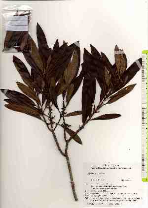  ( - TW019350)  @11 [ ] Copyright (2021) Unspecified Forestry and Forest Products Research Institute