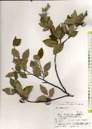  ( - TW019360)  @11 [ ] Copyright (2021) Unspecified Forestry and Forest Products Research Institute