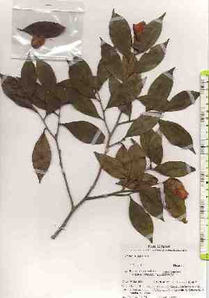  ( - TW019428)  @11 [ ] Copyright (2021) Unspecified Forestry and Forest Products Research Institute