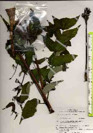  ( - TW019475)  @11 [ ] Copyright (2021) Unspecified Forestry and Forest Products Research Institute