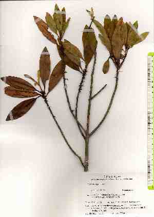  ( - TW019504)  @11 [ ] Copyright (2021) Unspecified Forestry and Forest Products Research Institute