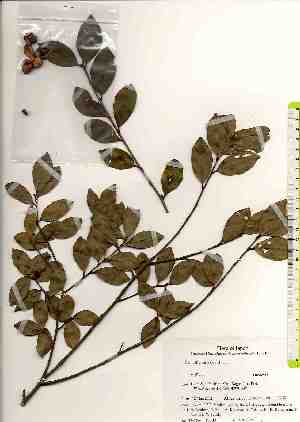  ( - TW019509)  @11 [ ] Copyright (2021) Unspecified Forestry and Forest Products Research Institute