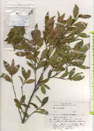  ( - TW019579)  @11 [ ] Copyright (2021) Unspecified Forestry and Forest Products Research Institute