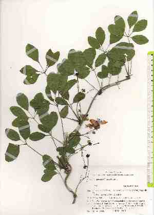  ( - TW019585)  @11 [ ] Copyright (2021) Unspecified Forestry and Forest Products Research Institute