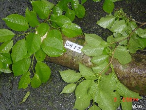  ( - TW019599)  @11 [ ] Copyright (2021) Unspecified Forestry and Forest Products Research Institute