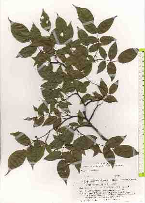  ( - TW019616)  @11 [ ] Copyright (2021) Unspecified Forestry and Forest Products Research Institute