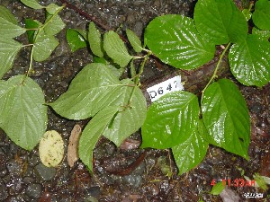  ( - TW019623)  @11 [ ] Copyright (2021) Unspecified Forestry and Forest Products Research Institute