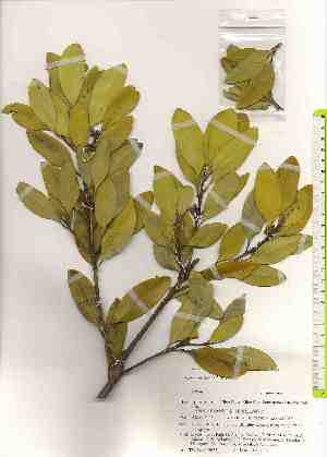  ( - TW019635)  @11 [ ] Copyright (2021) Unspecified Forestry and Forest Products Research Institute