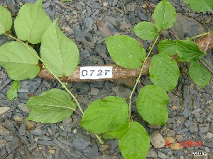  ( - TW019678)  @11 [ ] Copyright (2021) Unspecified Forestry and Forest Products Research Institute