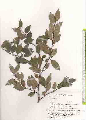  ( - TW019679)  @11 [ ] Copyright (2021) Unspecified Forestry and Forest Products Research Institute