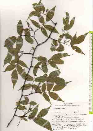  ( - TW019680)  @11 [ ] Copyright (2021) Unspecified Forestry and Forest Products Research Institute