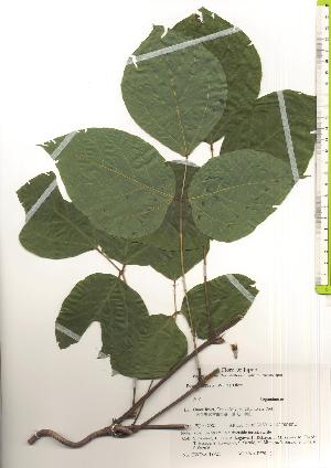  ( - TW019724)  @11 [ ] Copyright (2021) Unspecified Forestry and Forest Products Research Institute