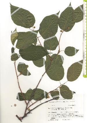  ( - TW019725)  @11 [ ] Copyright (2021) Unspecified Forestry and Forest Products Research Institute