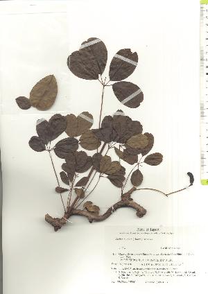  ( - TW019780)  @11 [ ] Copyright (2021) Unspecified Forestry and Forest Products Research Institute