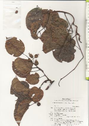  ( - TW020480)  @11 [ ] Copyright (2021) Unspecified Forestry and Forest Products Research Institute
