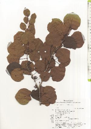  ( - TW020520)  @11 [ ] Copyright (2021) Unspecified Forestry and Forest Products Research Institute