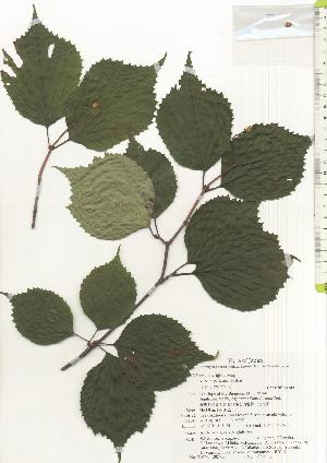  ( - TW020576)  @11 [ ] Copyright (2021) Unspecified Forestry and Forest Products Research Institute