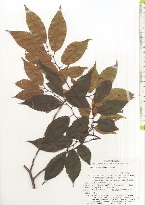  ( - TW020609)  @11 [ ] Copyright (2021) Unspecified Forestry and Forest Products Research Institute
