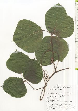  ( - TW020627)  @11 [ ] Copyright (2021) Unspecified Forestry and Forest Products Research Institute